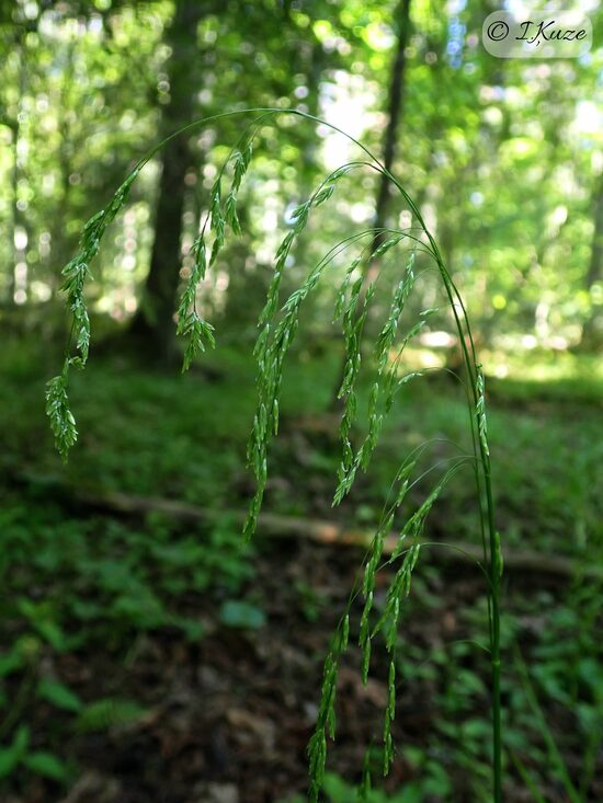 Glyceria lithuanica